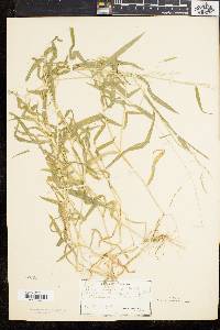 Leersia virginica image