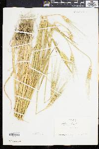 Hordeum vulgare image