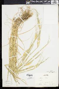 Hordeum vulgare image