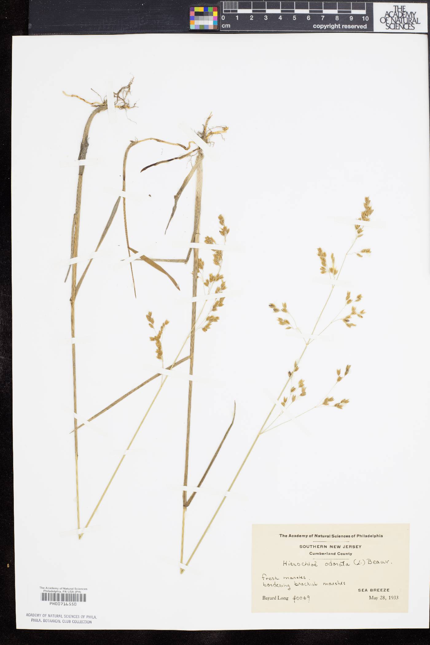 Anthoxanthum nitens image
