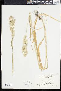 Holcus lanatus image