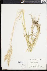 Holcus lanatus image
