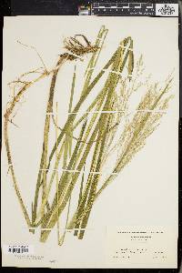 Glyceria laxa image