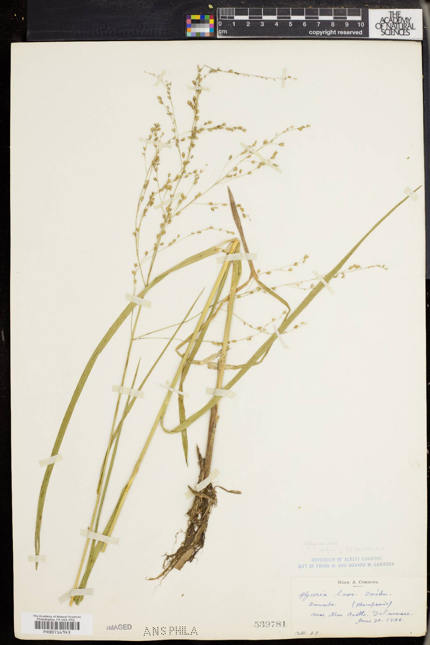 Glyceria laxa image