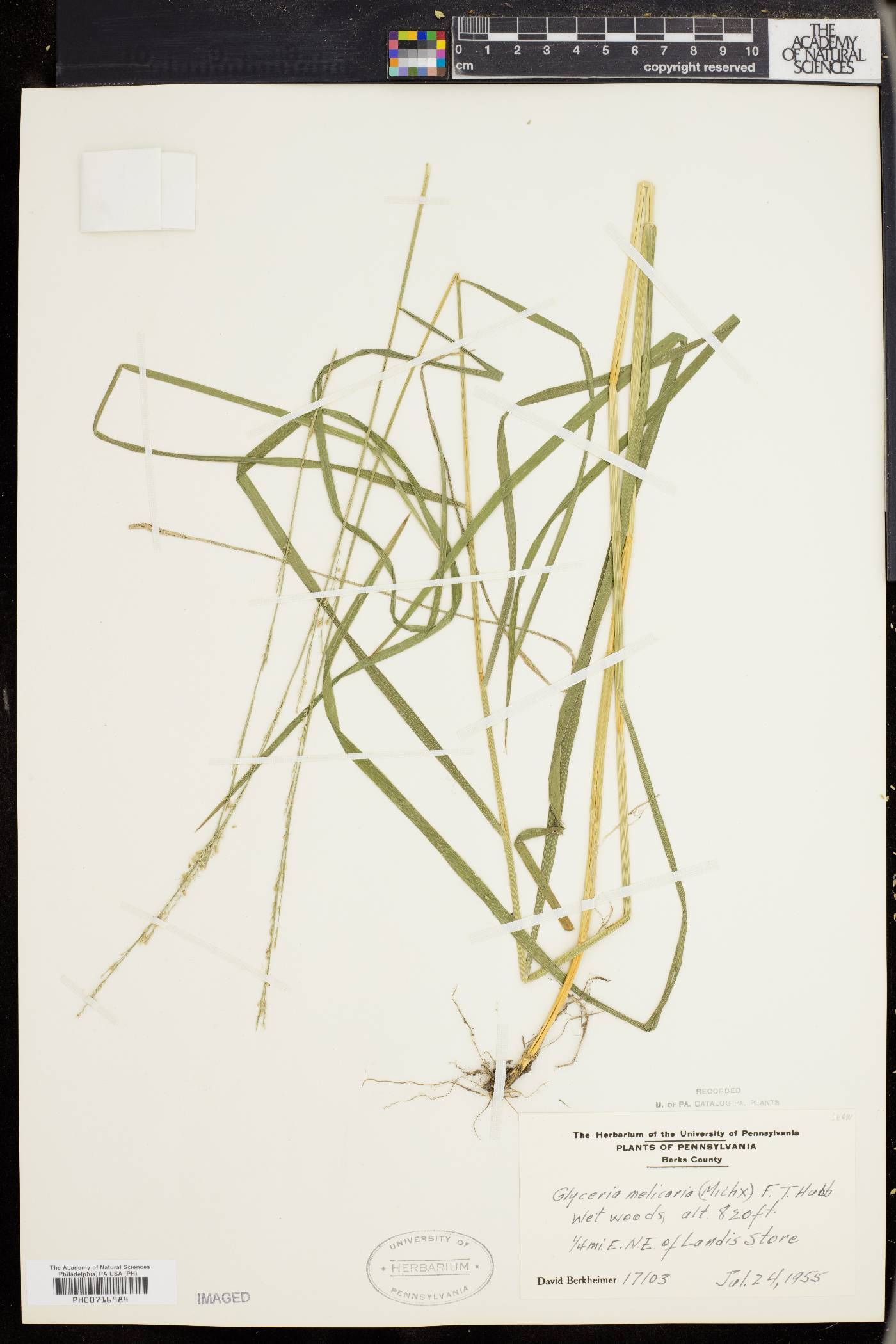 Glyceria melicaria image