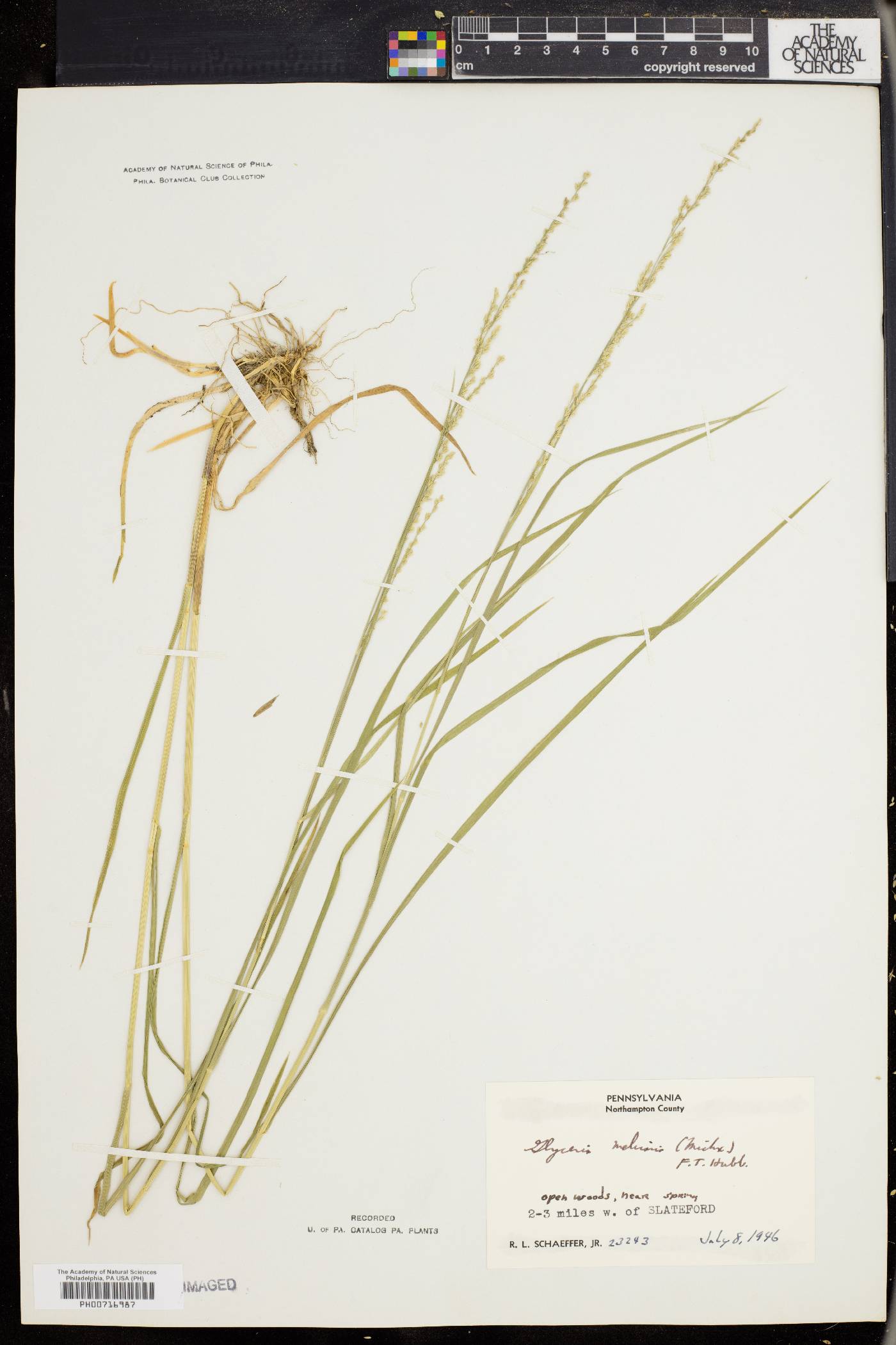 Glyceria melicaria image