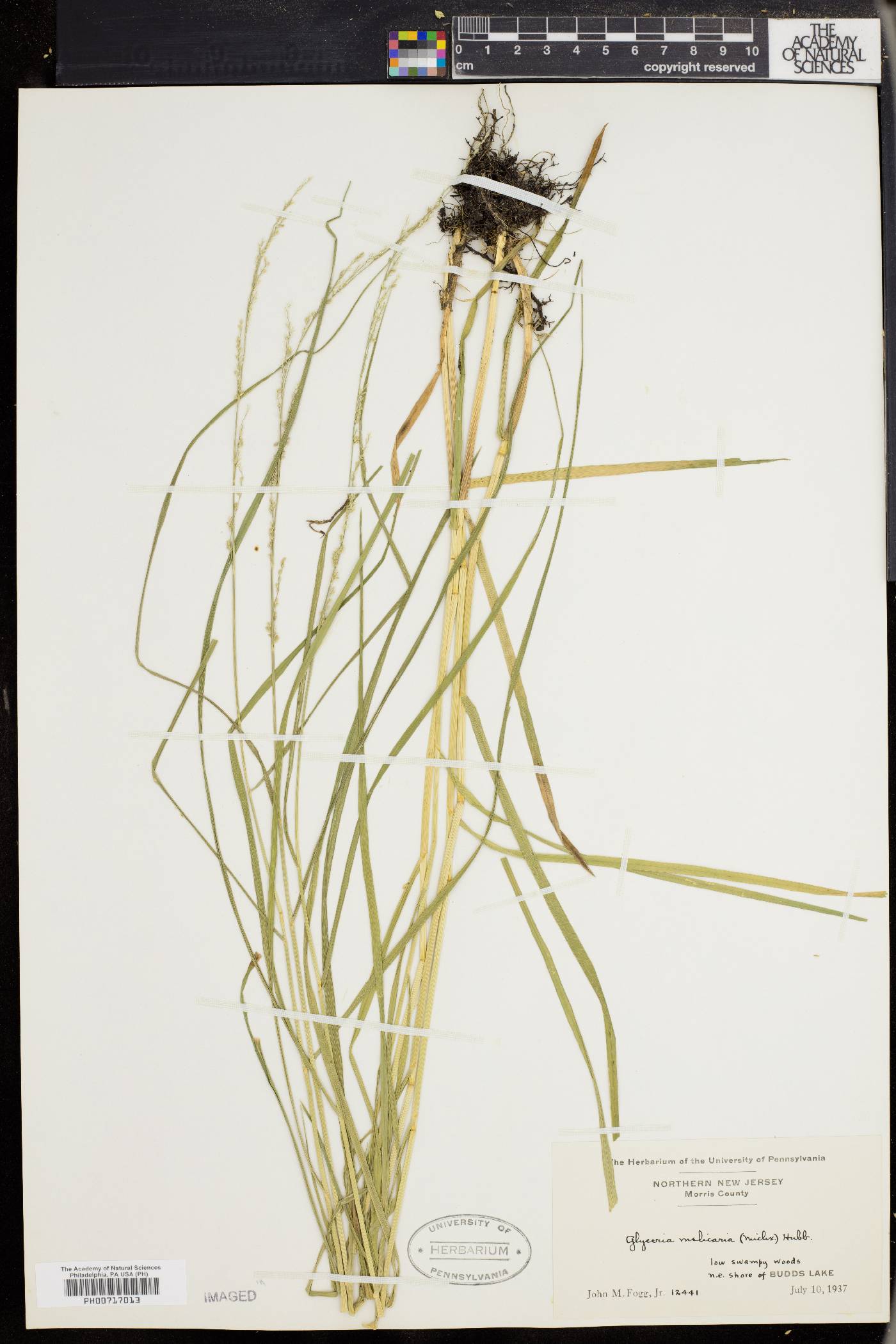Glyceria melicaria image