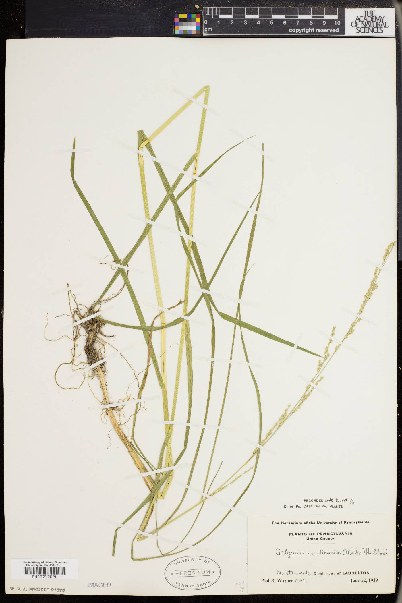 Glyceria melicaria image