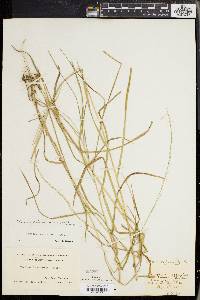 Glyceria melicaria image