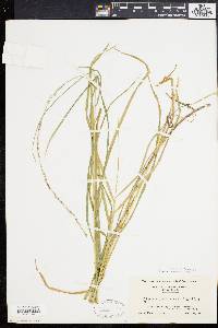 Glyceria melicaria image