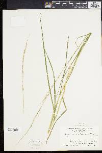 Glyceria melicaria image