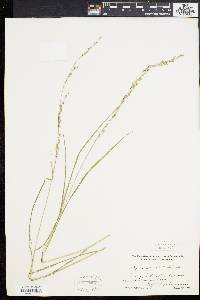 Glyceria melicaria image