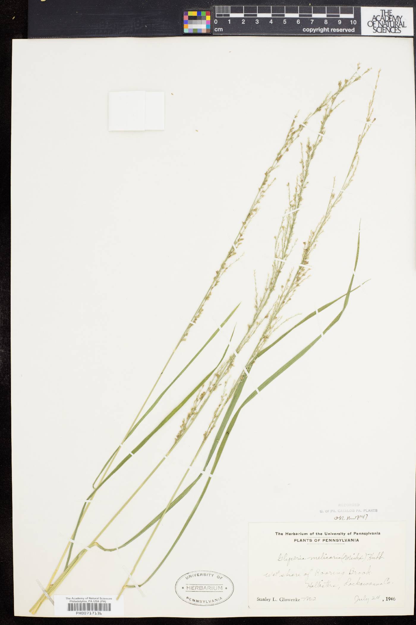 Glyceria melicaria image