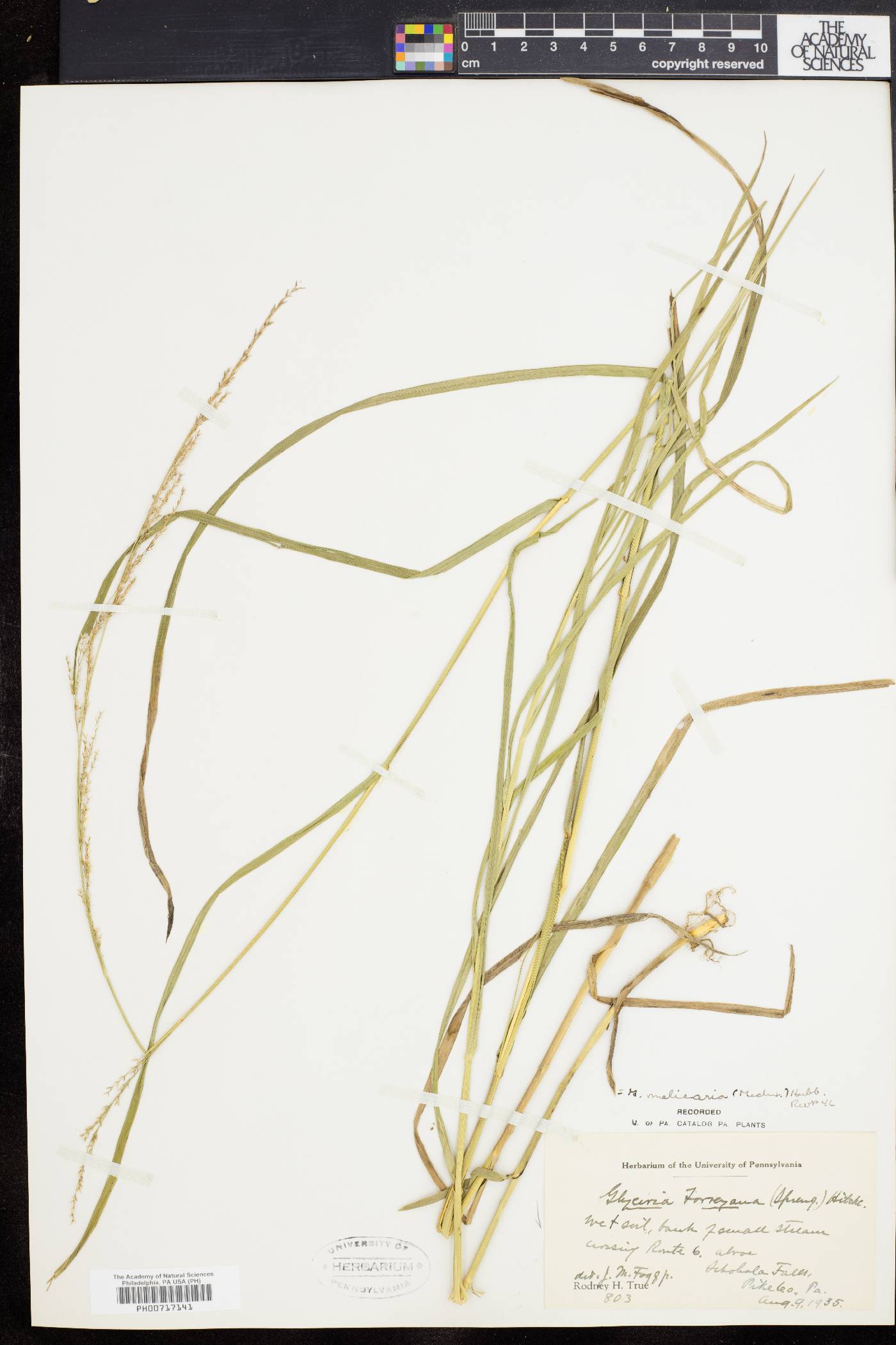 Glyceria melicaria image