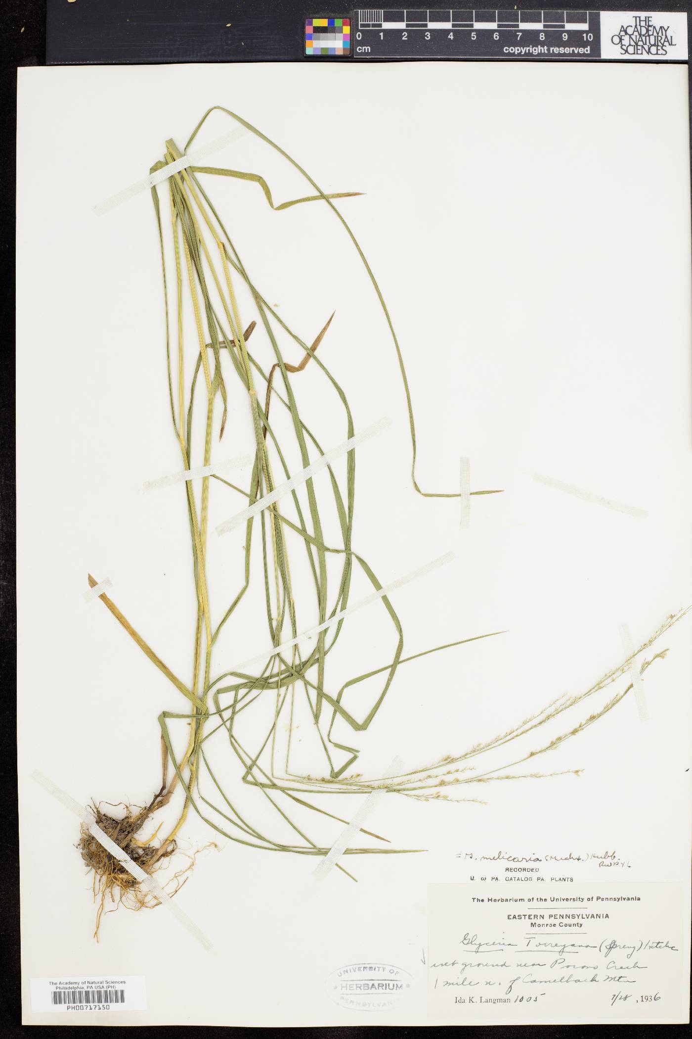 Glyceria melicaria image