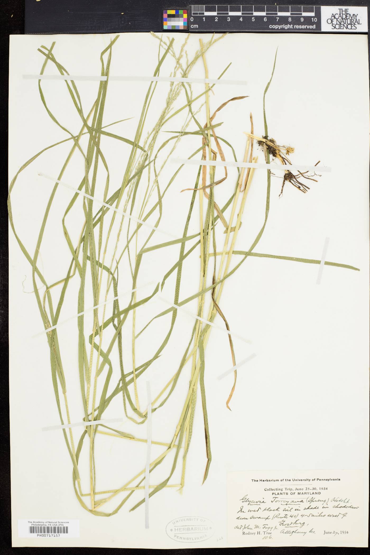 Glyceria melicaria image