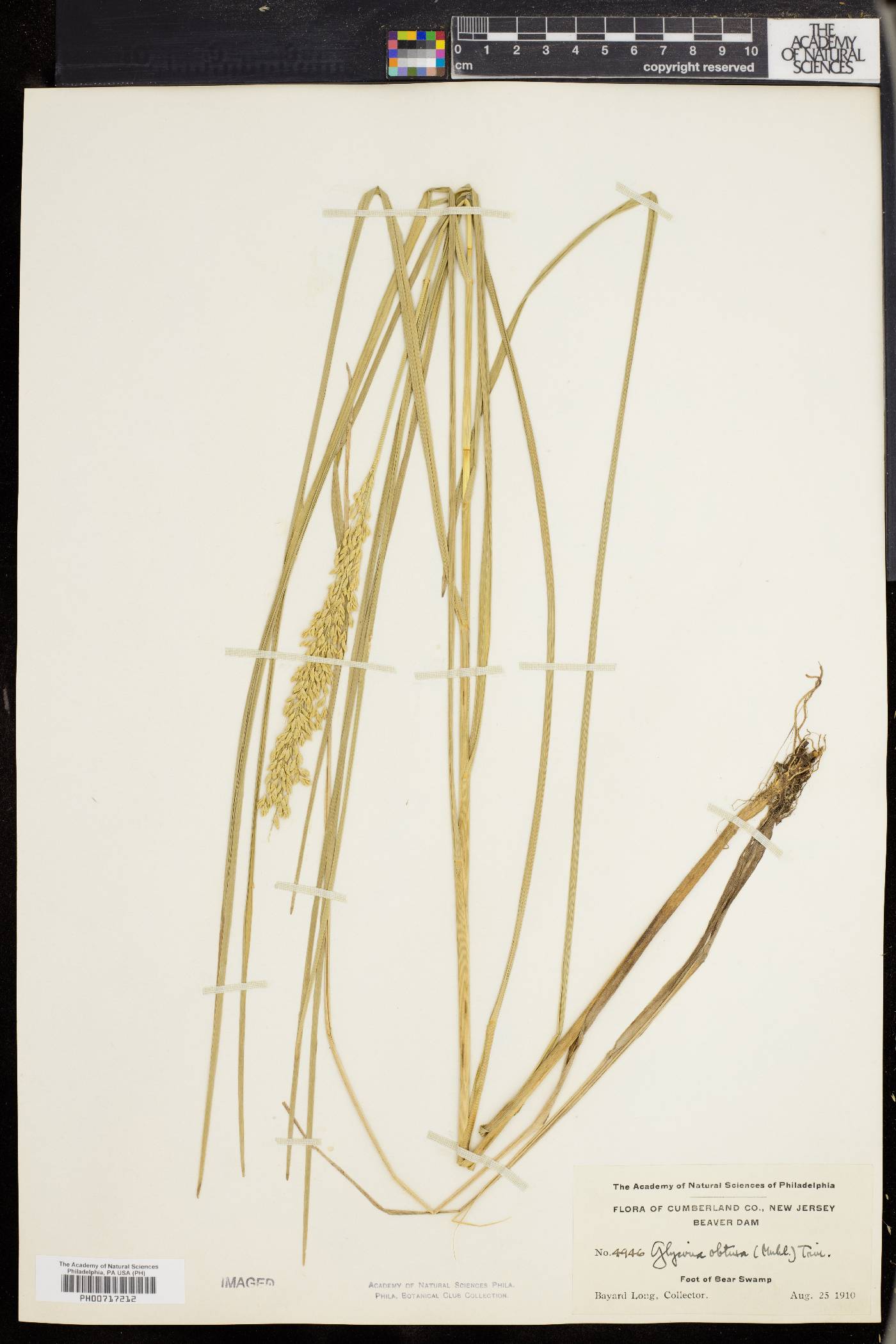 Glyceria obtusa image