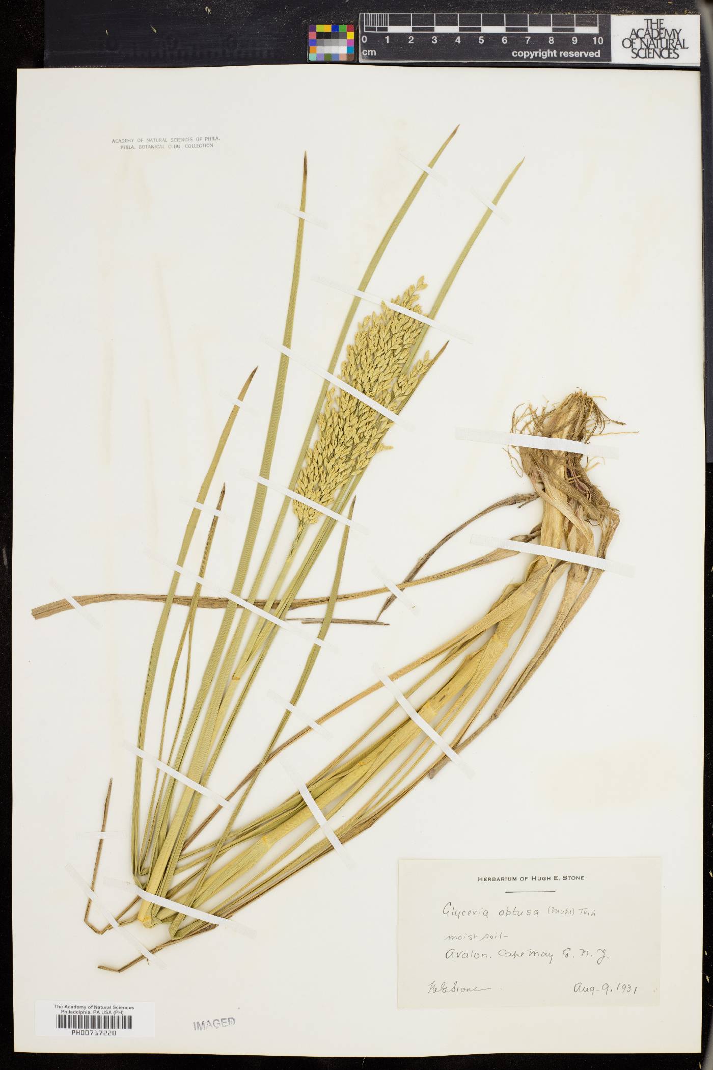 Glyceria obtusa image