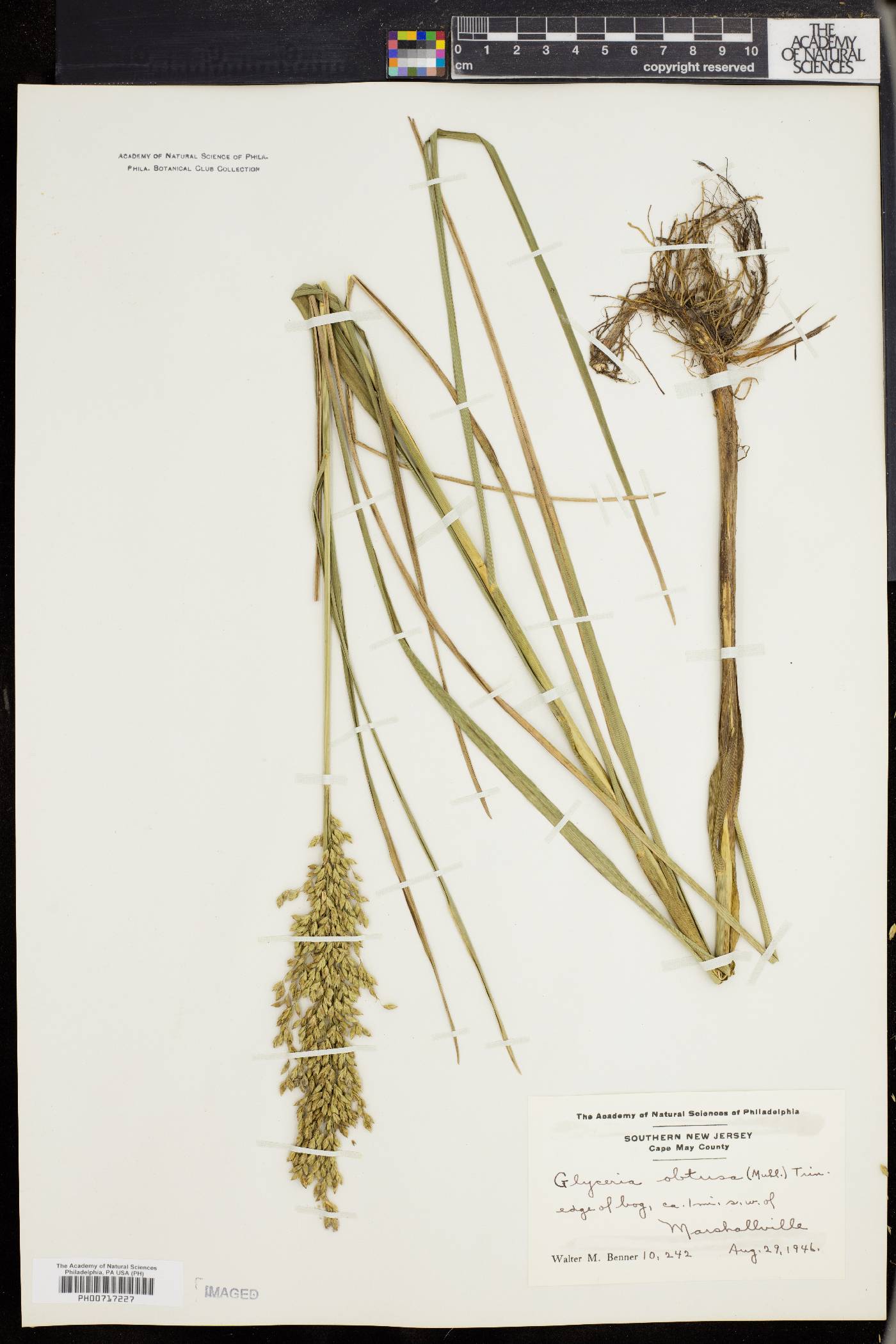 Glyceria obtusa image