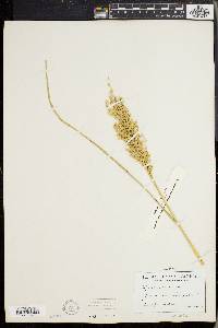 Glyceria obtusa image