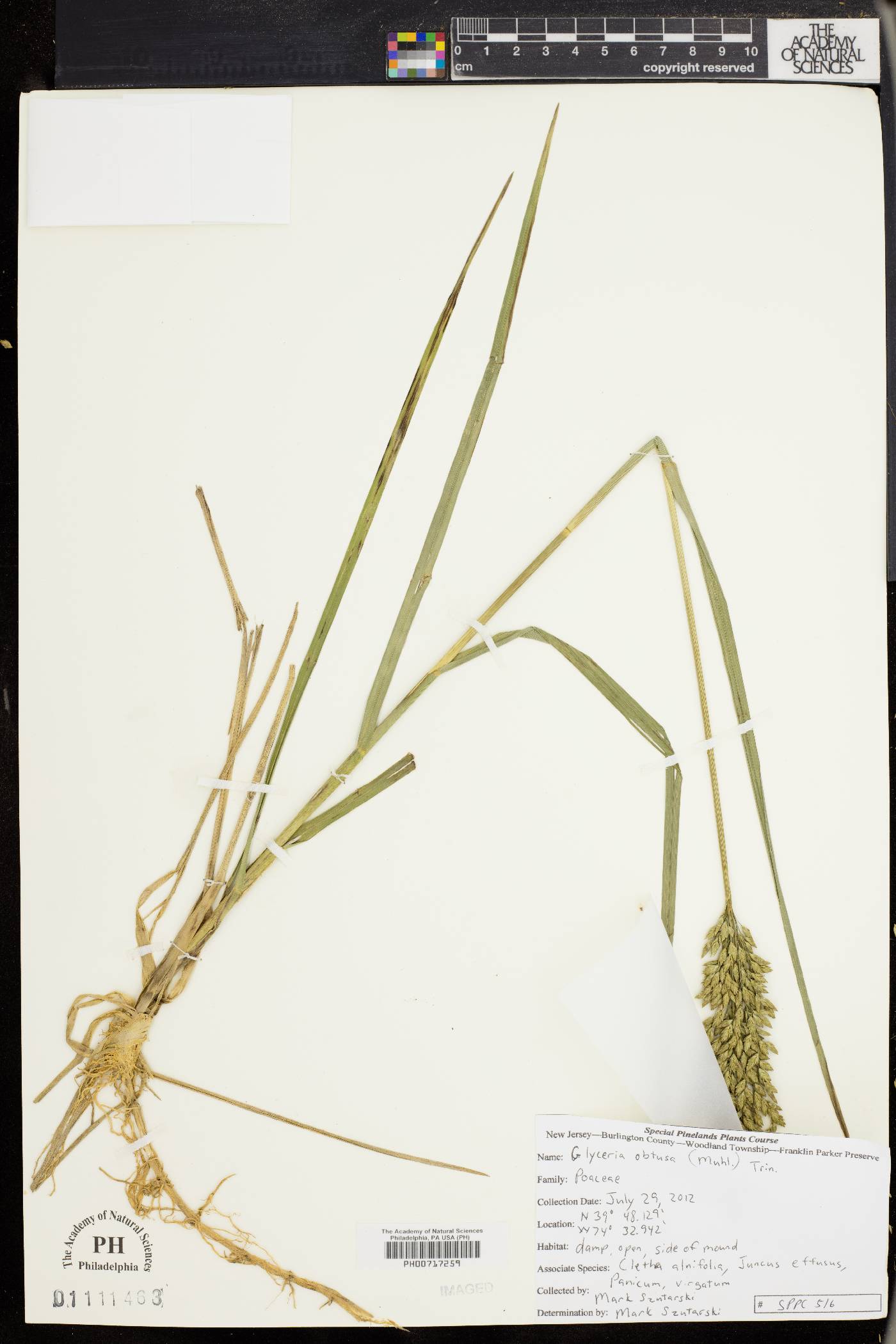 Glyceria obtusa image