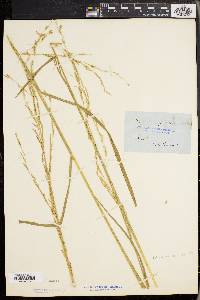 Glyceria septentrionalis image