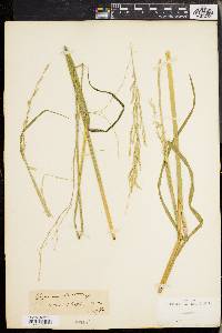 Glyceria septentrionalis image