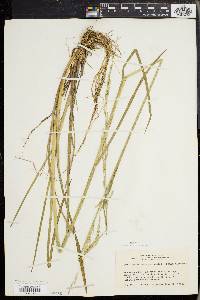 Glyceria septentrionalis image