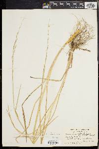 Glyceria septentrionalis image