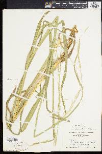 Glyceria septentrionalis image