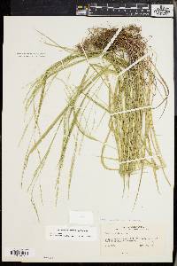 Festuca subverticillata image