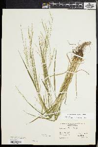 Festuca subverticillata image