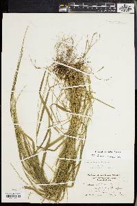 Festuca subverticillata image