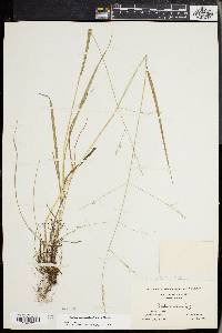 Festuca subverticillata image