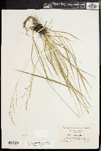 Festuca subverticillata image