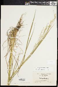 Festuca subverticillata image