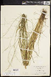 Festuca subverticillata image