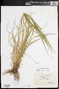 Festuca subverticillata image