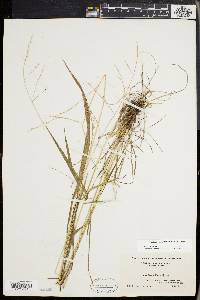 Festuca subverticillata image