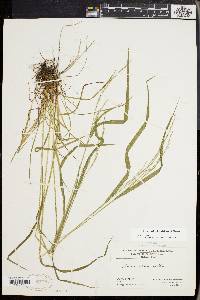 Festuca subverticillata image