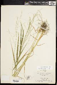 Festuca subverticillata image