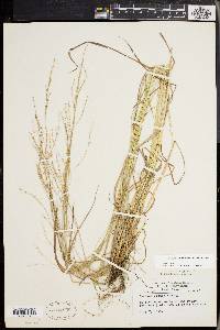Festuca subverticillata image
