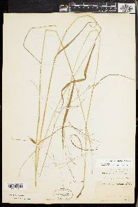 Festuca subverticillata image