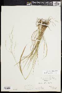 Festuca subverticillata image