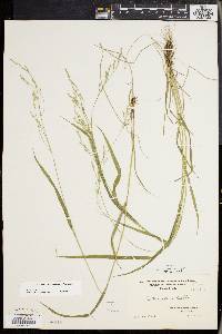 Festuca subverticillata image