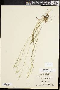 Festuca subverticillata image