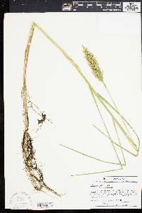 Glyceria obtusa image