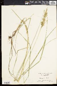 Glyceria obtusa image