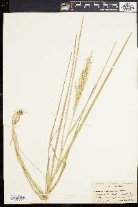 Glyceria obtusa image