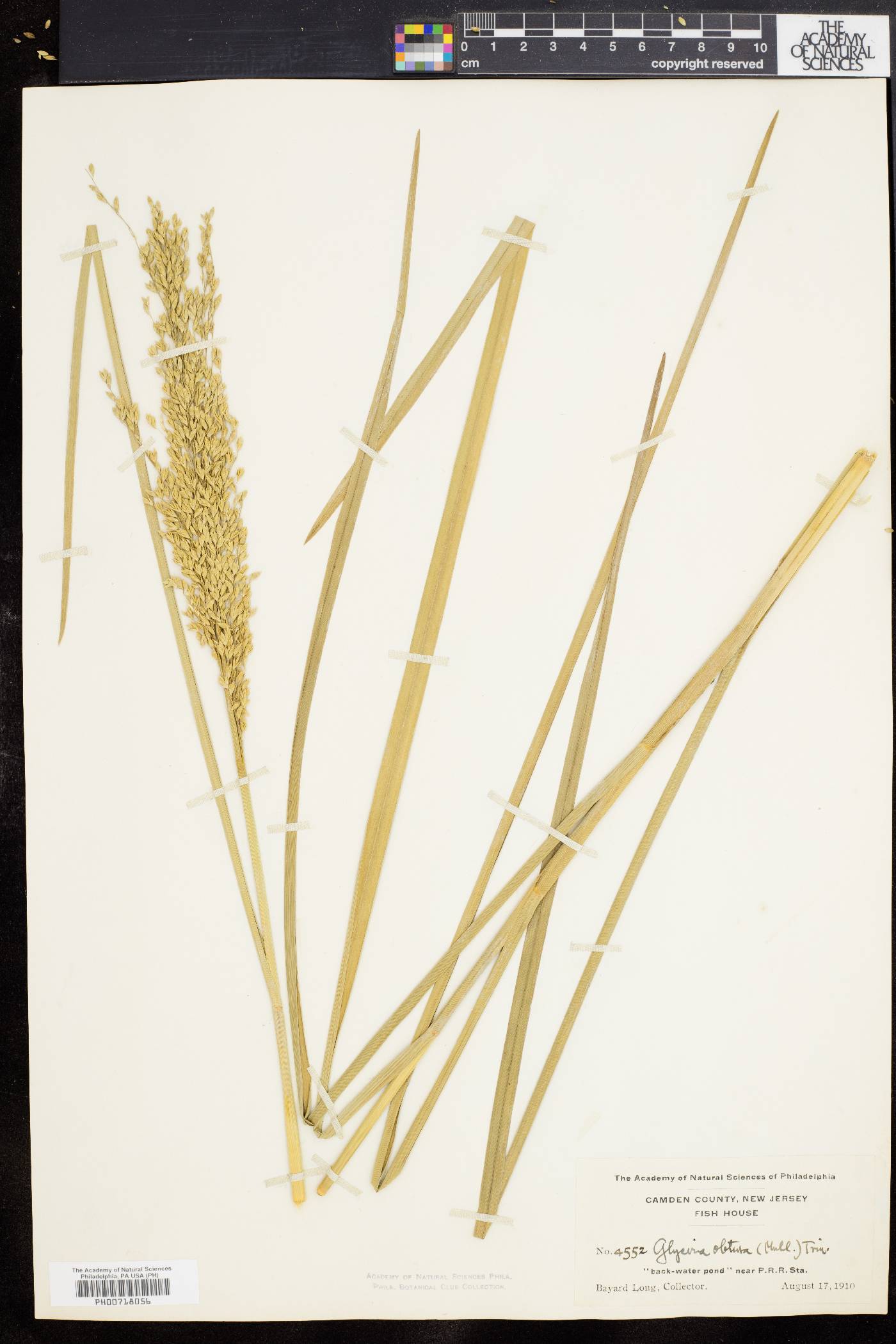 Glyceria obtusa image